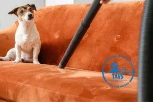 Why Professional Pet Odor Removal Services Matter for New Mexico Homes
