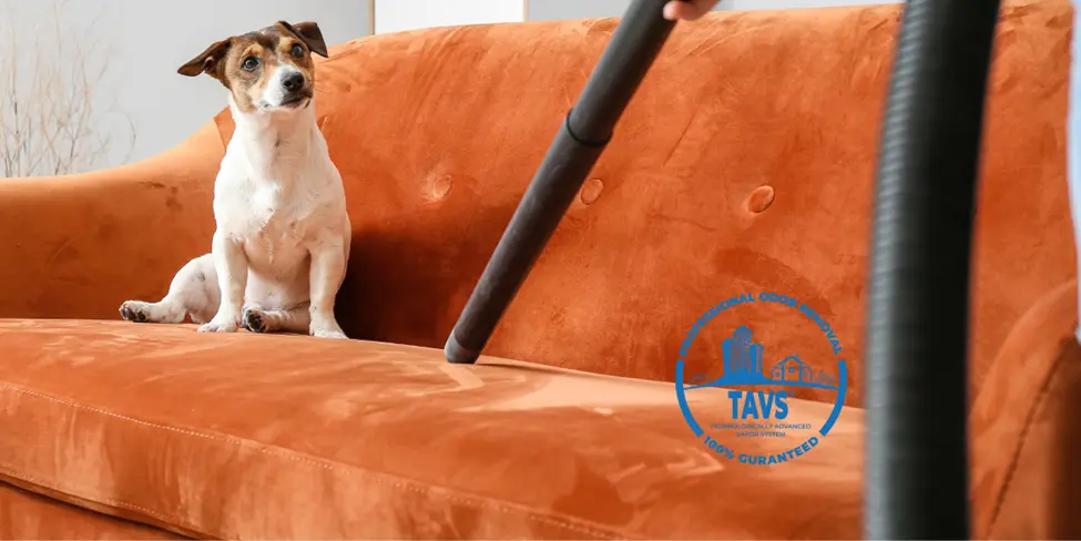 Why Professional Pet Odor Removal Services Matter for New Mexico Homes